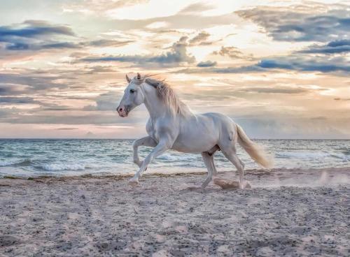 PUZZLE 500 PEZZI CAVALLO BIANCO IN SPIAGGIA