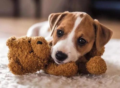 PUZZLE 500 PZ PUPPIES COLLECTION: CAGNOLINO E ORSACCHIOTTO