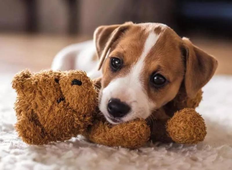 PUZZLE 500 PZ PUPPIES COLLECTION: CAGNOLINO E ORSACCHIOTTO