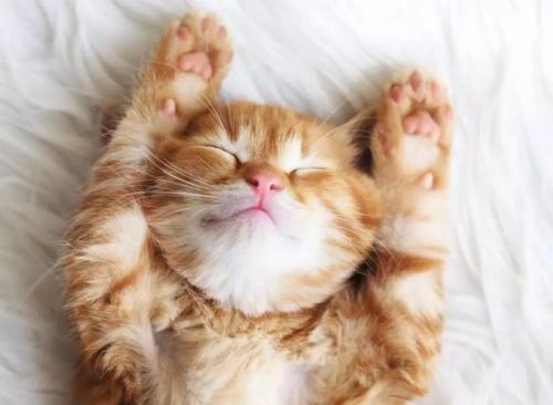 PUZZLE 500 PZ PUPPIES COLLECTION: GATTINO SOGNATORE