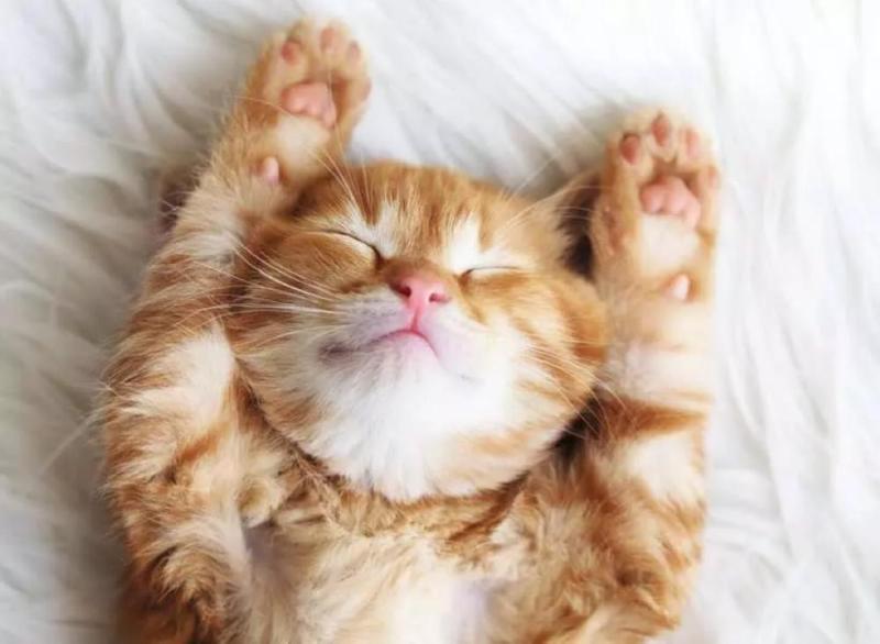 PUZZLE 500 PZ PUPPIES COLLECTION: GATTINO SOGNATORE