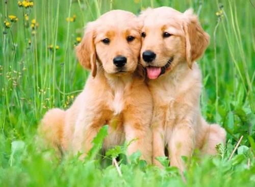 PUZZLE 500 PZ PUPPIES COLLECTION: I FRATELLI GOLDEN RETRIEVER