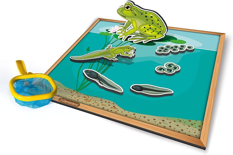 SCIENZA E GIOCO CICLO RANA CON MAGNETI