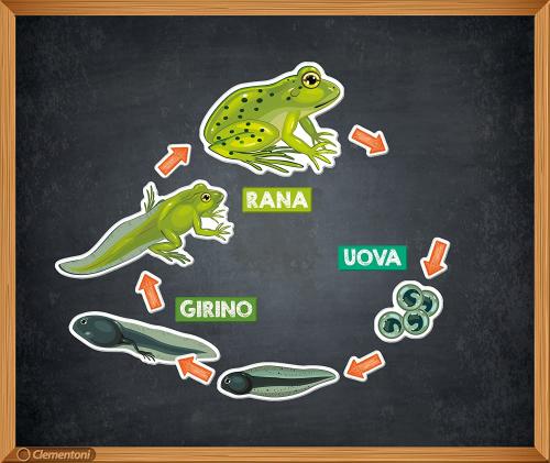SCIENZA E GIOCO CICLO RANA CON MAGNETI