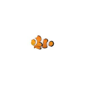 HIGHLIGHTS PESCE PAGLIACCIO MEDIUM  NEMO